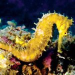 amazing-seahorse-photos-5