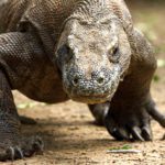 Dragon-Komodo-Komodo-Indo-AR-594