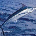 blue-marlin-1