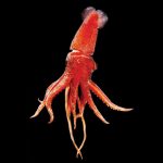 SquidRNA_JC7983
