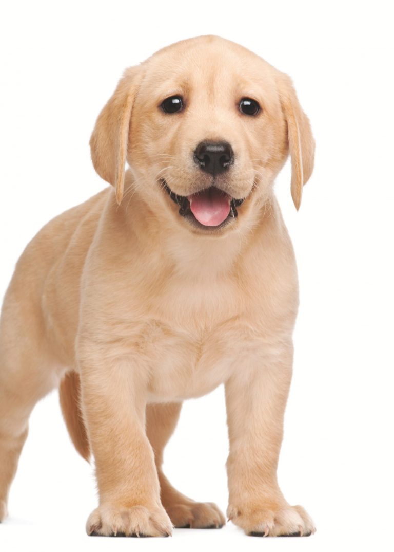 Why Are Dogs Often Called “Man’s Best Friend”?