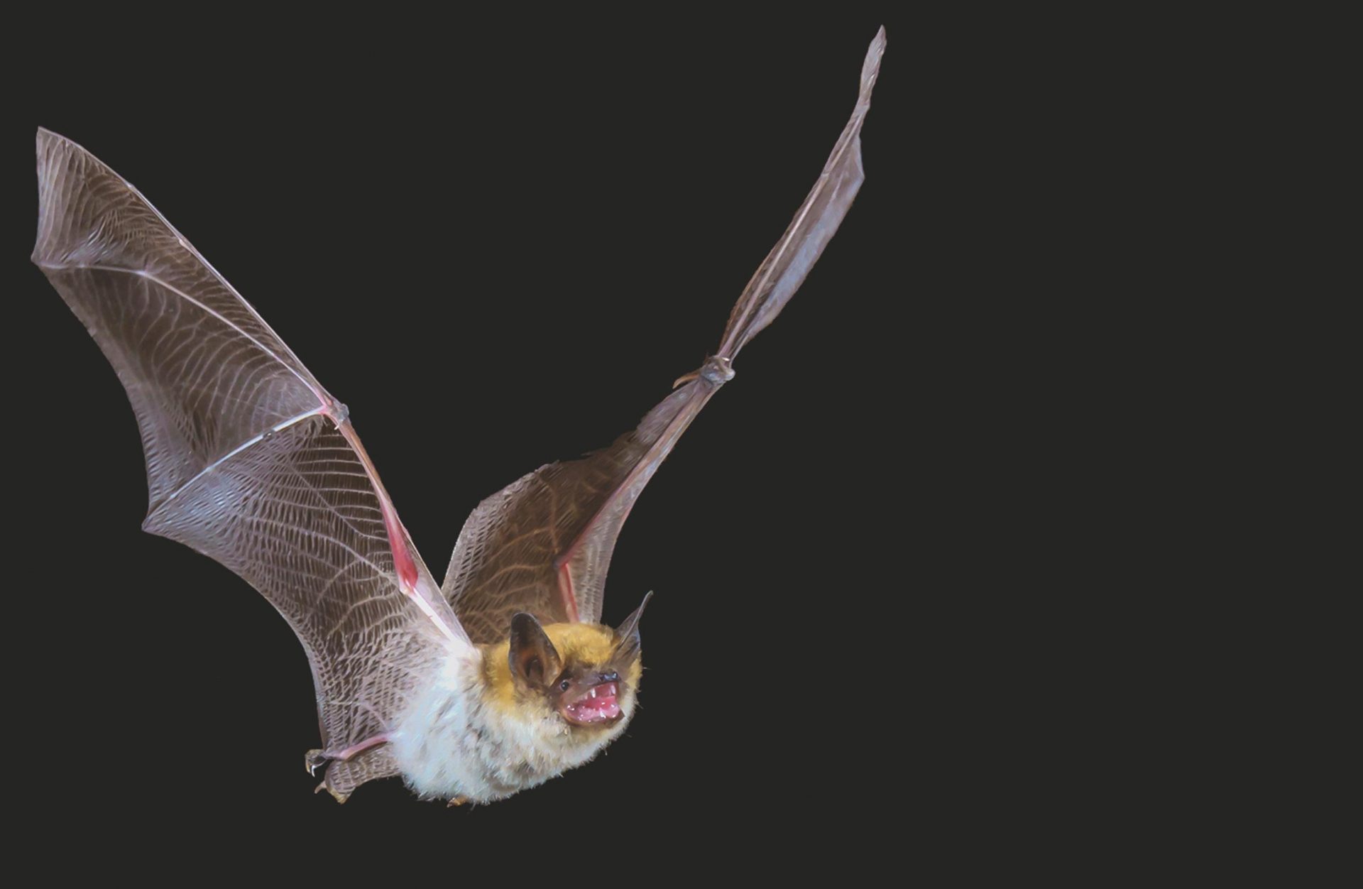Why Do Bats Hang Upside Down? Community Magazine