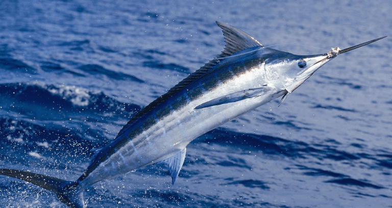 What is The Largest Kosher Fish?