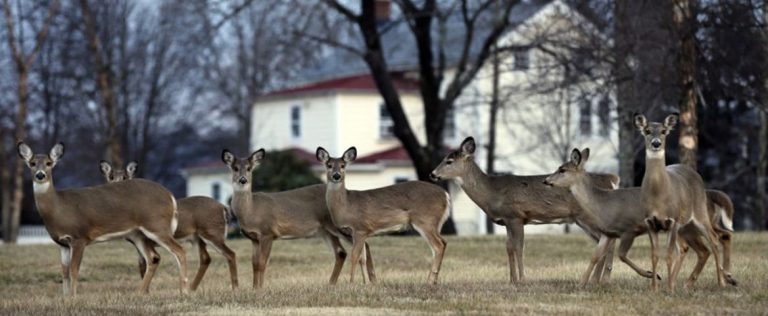 New Jersey’s Growing Tick-borne Illnesses and Deer Infestation