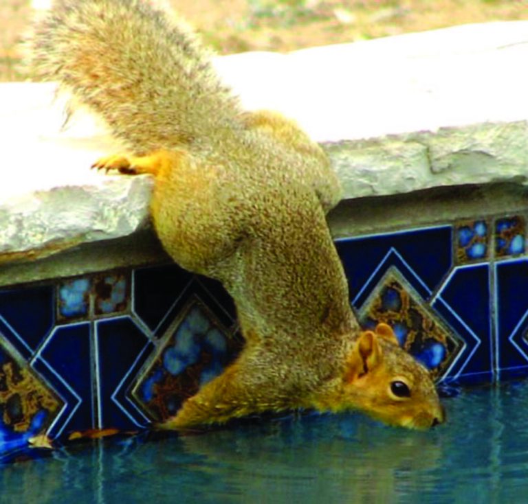 The Lighter Side – July 2020