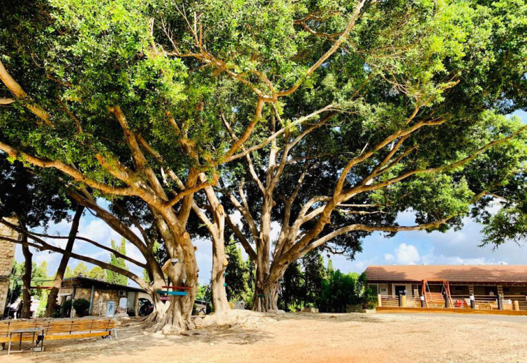 From the Depths of Despair to the Joy of Recovery: The Retorno Rehab Center