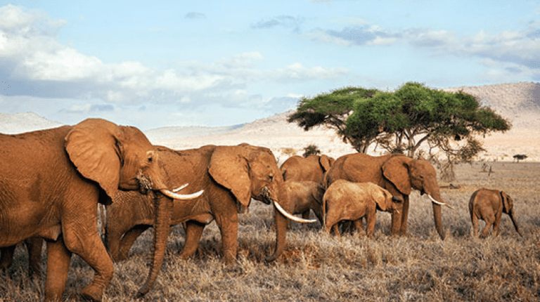 Dealing With an Elephant Invasion