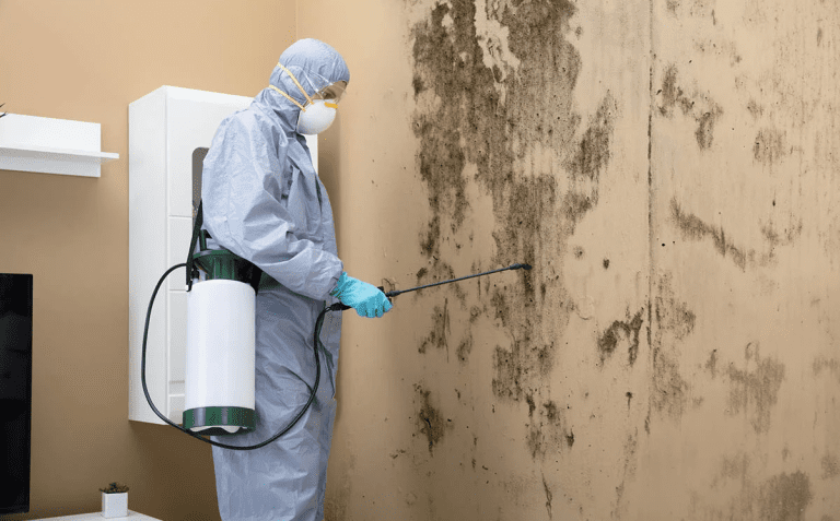 What You Need to Know About Mold