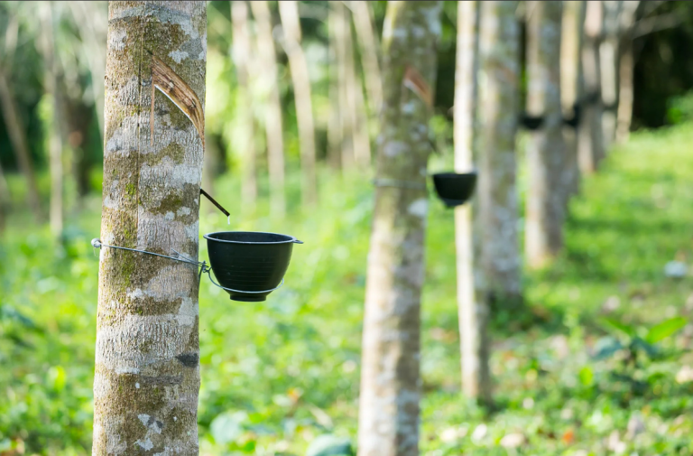 Elastic Marvels: The Resilient World of Rubber Trees