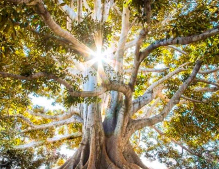 Branching-Out-The-Spiritual-Power-of-Tu-B-Shvat