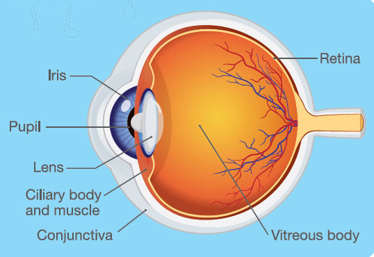 Exploring the Wonders of the Human Anatomy – How Do My Eyes See?